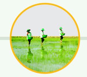Chọn vùng nguyên liệu trồng lúa - Gạo Hoa Lúa - Công Ty TNHH Thương Mại Gạo Hoa Lúa